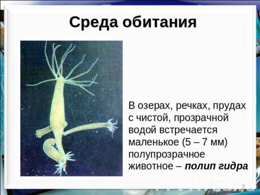 Что продают в кракен маркете