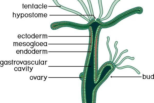 Замена hydra